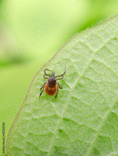 Foto: hungry tick hungry tick