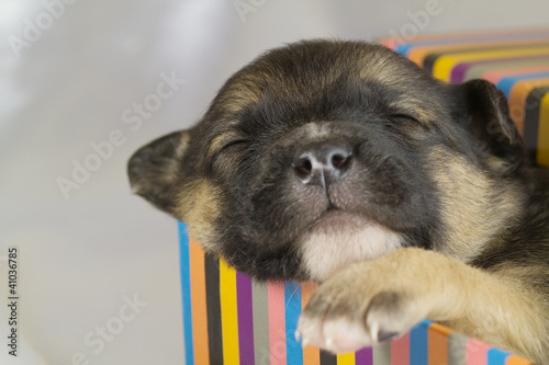 Photo: newborn puppy sleeps newborn puppy sleeps