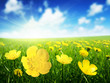 Field of spring flowers