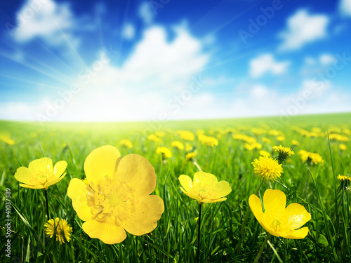 Photo: Field of spring flowers Field of spring flowers