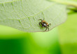 Foto: tick get's close... tick get's close...