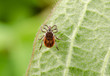 Foto: hungry tick, crop hungry tick, crop