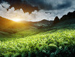 Tea plantation Tea plantation