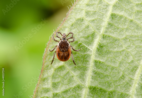 Foto: hungry tick, crop hungry tick, crop