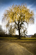 Babylon Willow