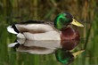 Mallard Duck (Anas platyrhynchos) Mallard Duck (Anas platyrhynchos)