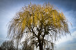 Babylon Willow