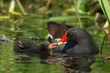 Moorhen and Chick (Gallinula chloropus) Moorhen and Chick (Gallinula chloropus)