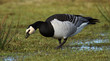 Barnacle Goose (Branta leucopsis) Barnacle Goose (Branta leucopsis)
