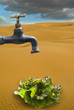 Agriculture in the desert