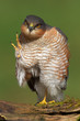 Sparrowhawk (Accipiter nisus) Sparrowhawk (Accipiter nisus)