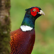 Pheasant (Phasianus colchicus) Pheasant (Phasianus colchicus)