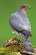 Sparrowhawk (Accipiter nisus) and Woodmouse Sparrowhawk (Accipiter nisus) and Woodmouse