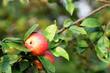 Äpfel am Baum