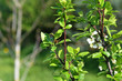 Großer Wollschweber
