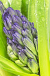 Photo: Hyacinth bud, fresh with dew Hyacinth bud, fresh with dew