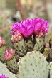Photo: Cactus in Bloom Cactus in Bloom