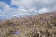 Crocus field