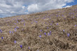 Crocus field
