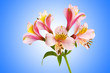 Colourful lilies against gradient background