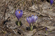 Crocuses on field