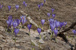 Crocuses on field