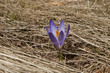Crocus flower