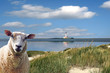 Nordfriesland bei Westerhever