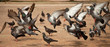 pigeon