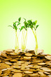 Money growth concept with coins and seedling