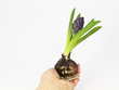 Hyacinth in Hand Hyacinth in Hand