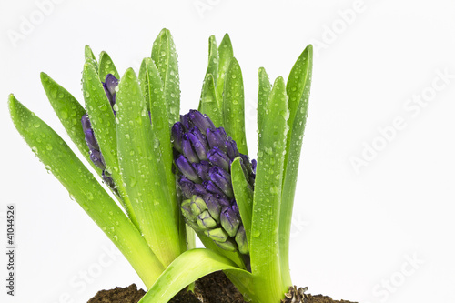 Photo: Purple Hyacinths Ready to Flower Purple Hyacinths Ready to Flower