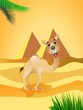 camel in the savanna
