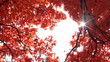 Red autumn tree