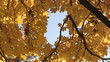 Yellow autumn leaves