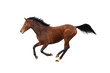 Trakehner stallion