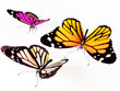 three butterflies