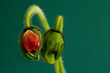 two buds of poppy
