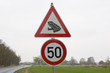 Krötenwanderung