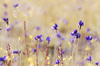 Foto: violet flowers in yellow background violet flowers in yellow background