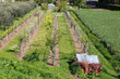Campo coltivato