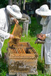 Beekeepers at hive 6