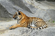 Foto: 1204038 - Bengaltiger 1204038 - Bengaltiger