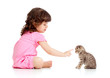 funny child playing and bringing up Scottish kitten