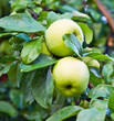 green apples