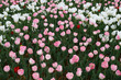Tulips in a spring garden
