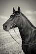 Foto: Black Horse Black Horse