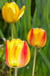 Trois tulipes Trois tulipes