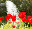canvas print picture - Blumen gießen
