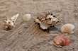 seashells
